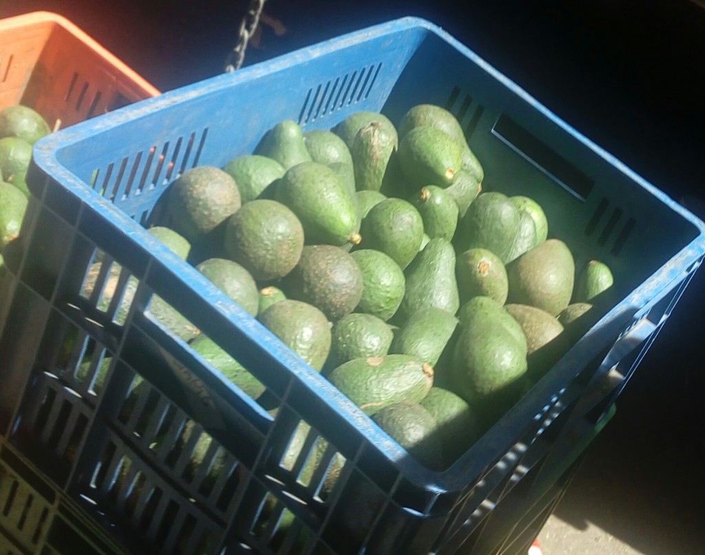 Aguacate Hass