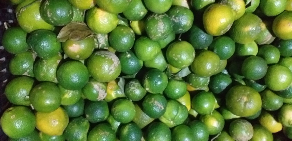 Limon mandarino