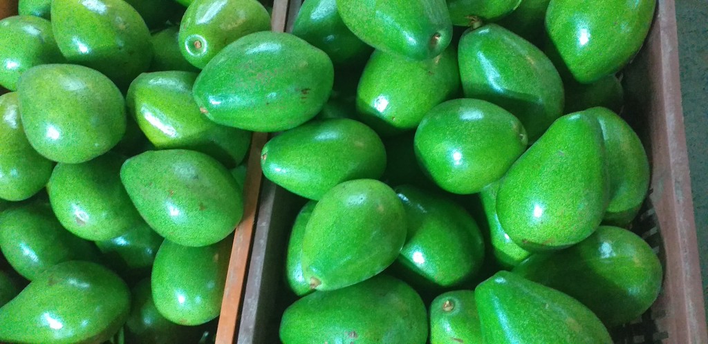 Aguacate papelillo