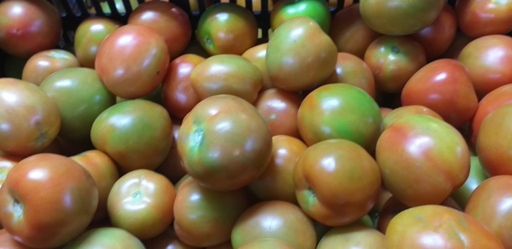 Tomate chonto de 1ra