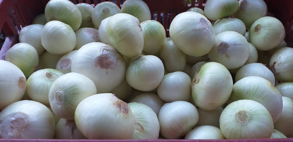 Cebolla blanca pelada