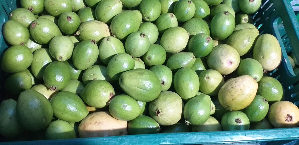 Guayaba pera