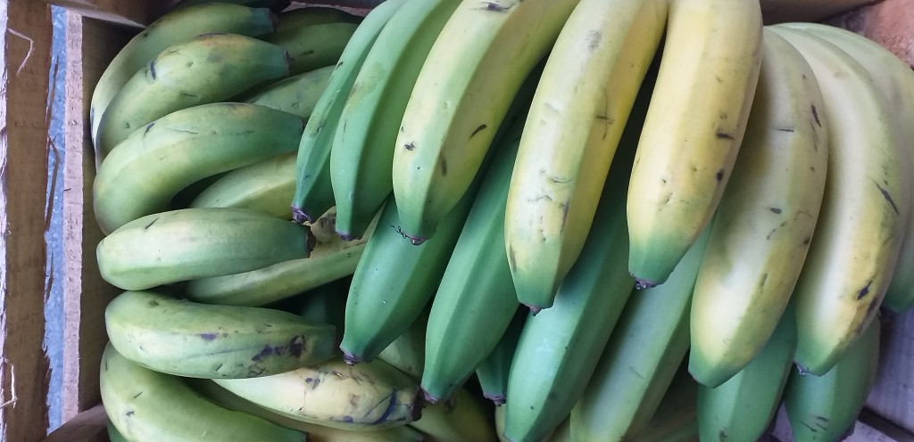 Banano criollo