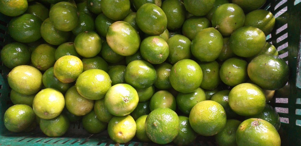 Limon tahiti grueso