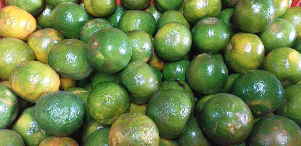 Mandarina oneco 3ra