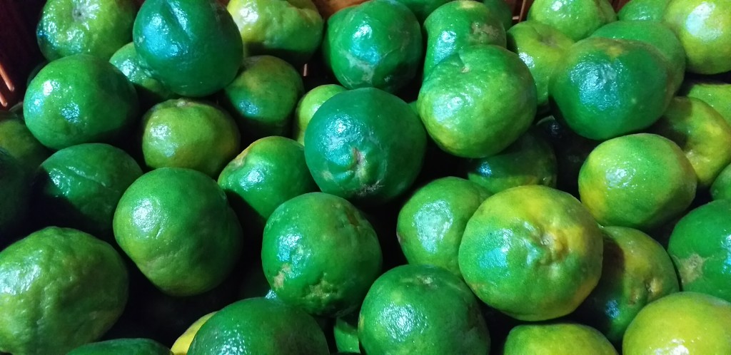 Mandarina oneco 2da