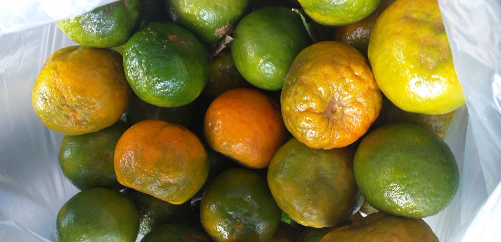 Mandarina oneco 1ra