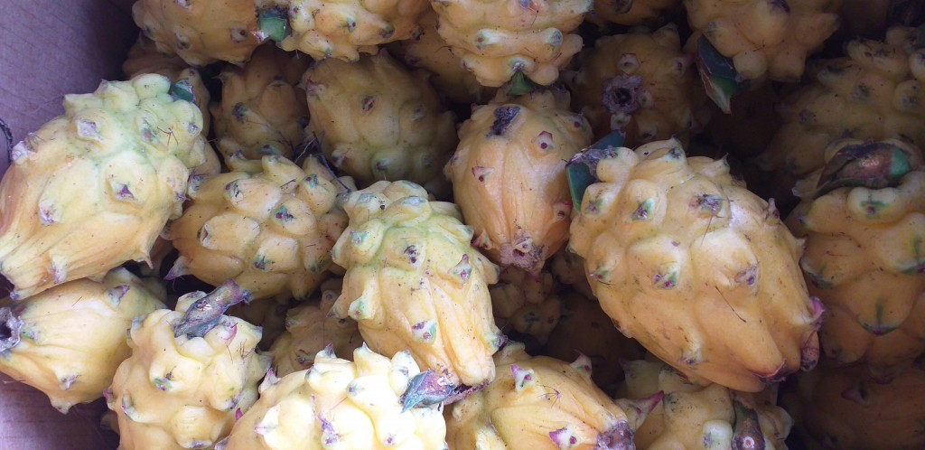 Pitahaya nacional