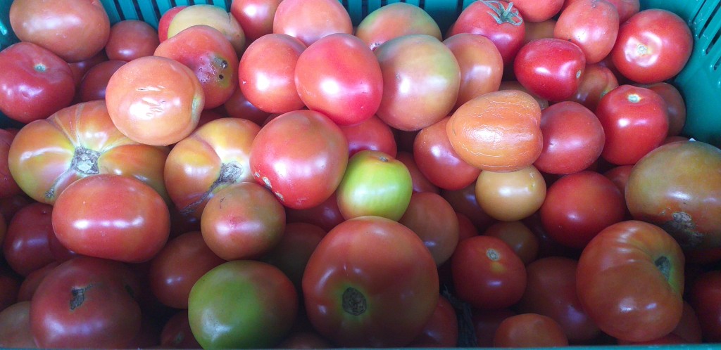Tomate chonto de 2da