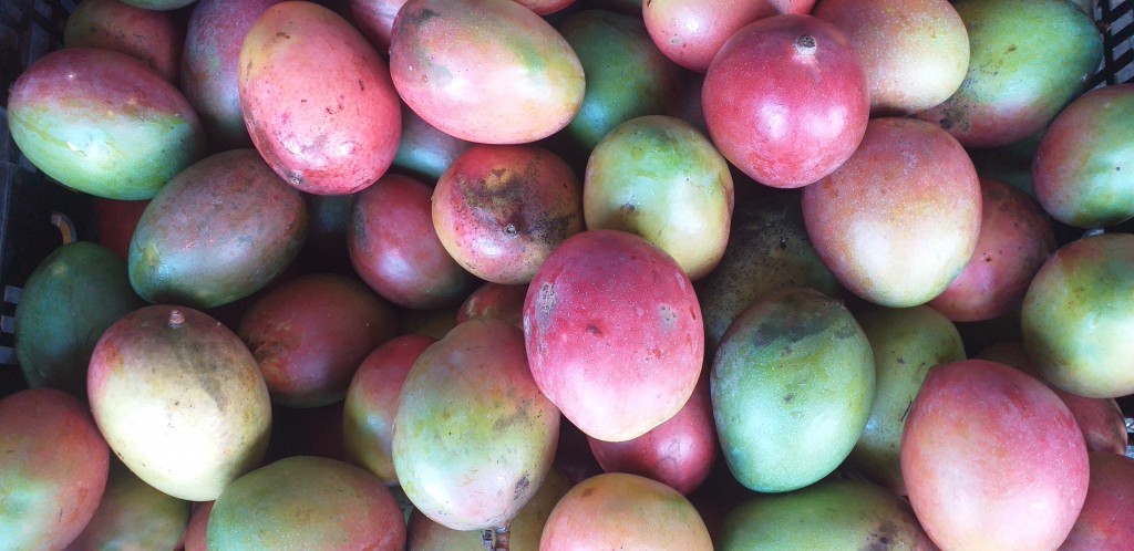 Mango farchi delgado
