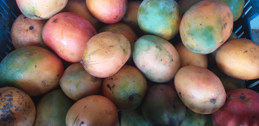 Mango kent