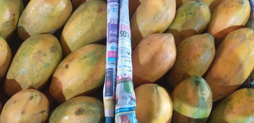 Papaya costeña