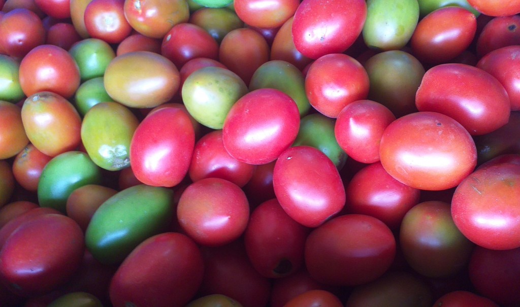 Tomate chonto de 3ra