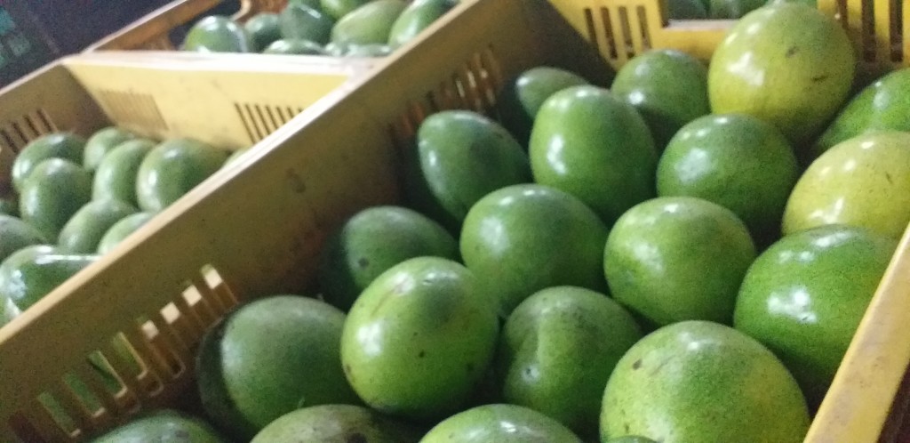 Aguacate papelillo