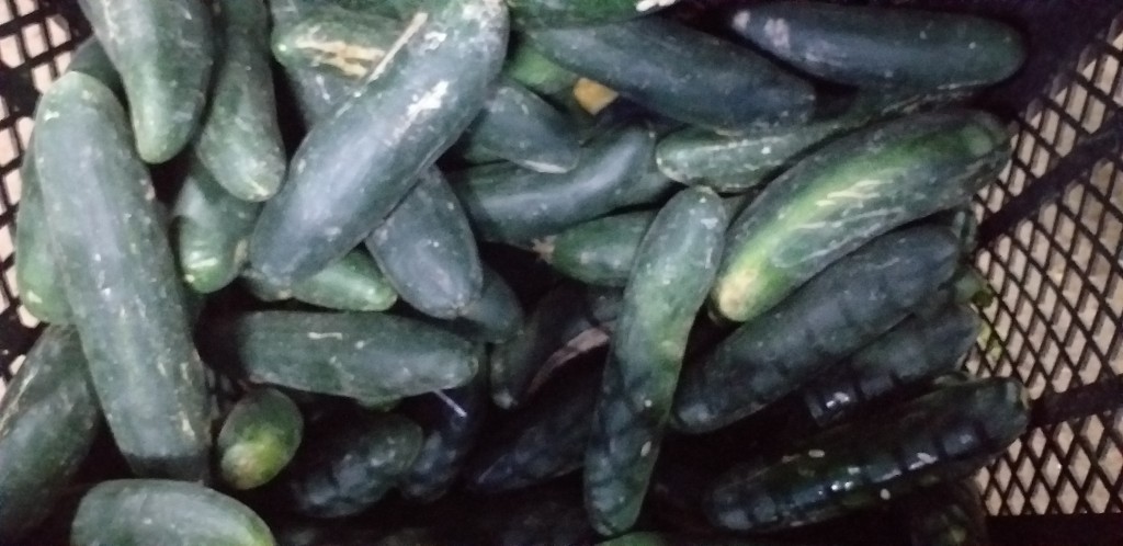 Pepino cohombro