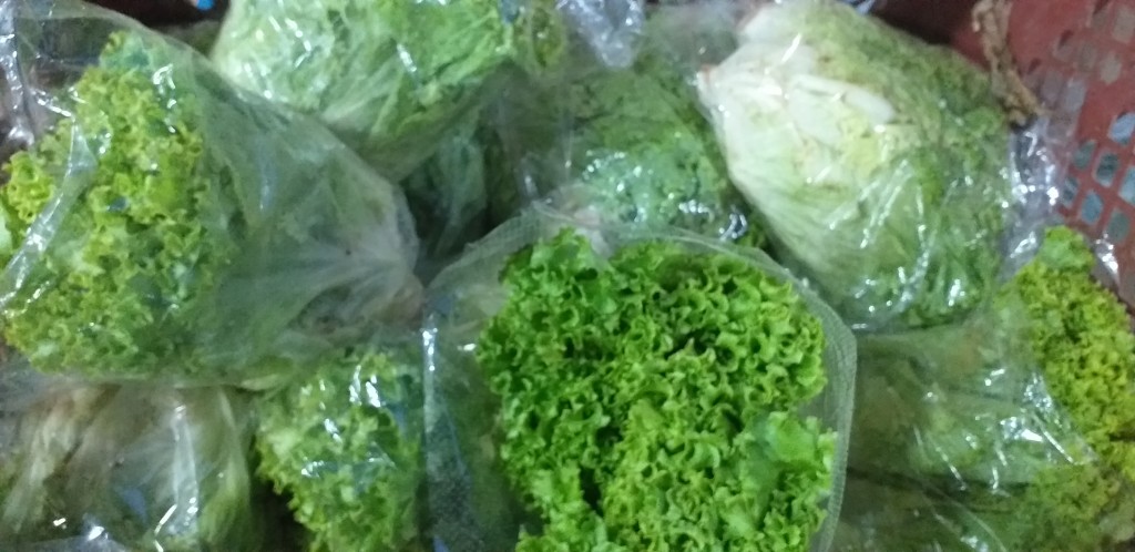 Lechuga crespa