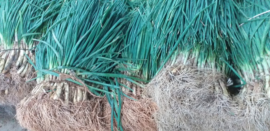 Cebolla rama