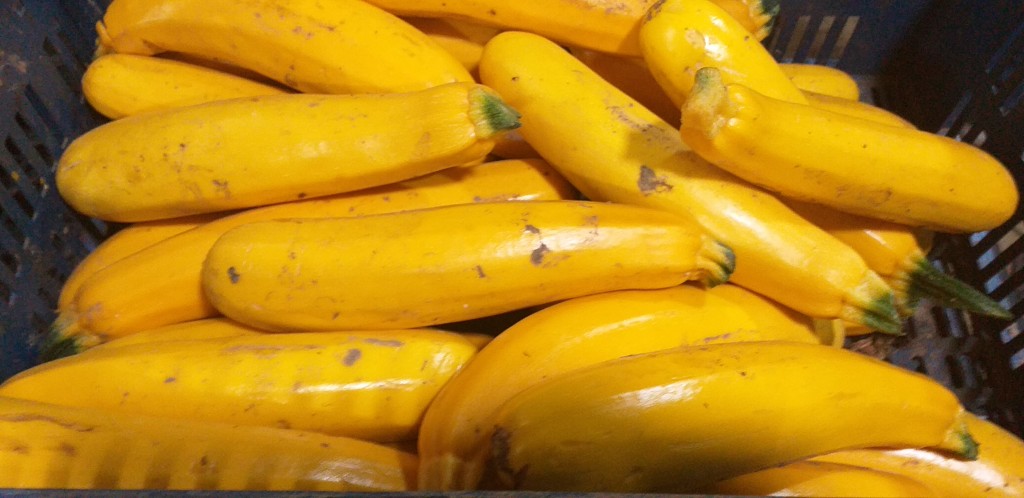Zucchini