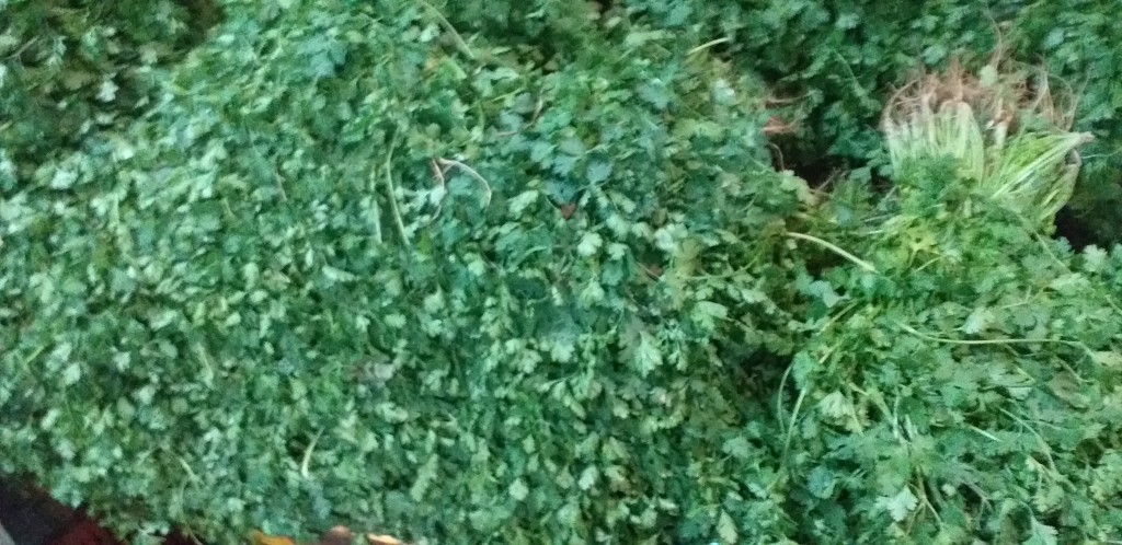 Cilantro