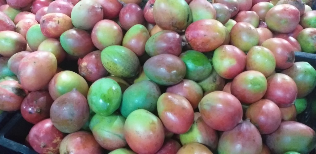 Mango farchi de 2da