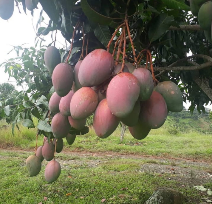 Mango keit