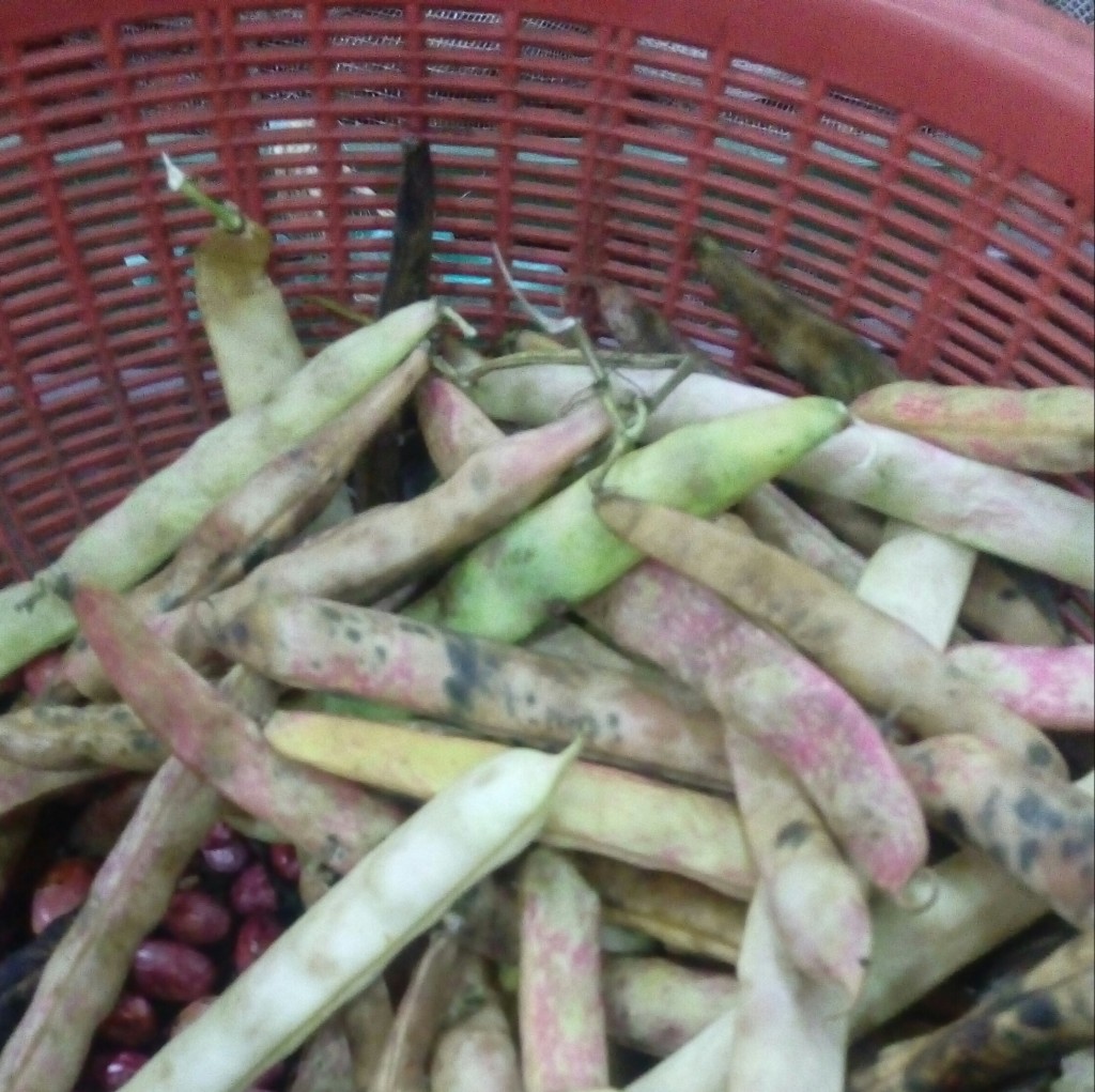 Frijol en cascara