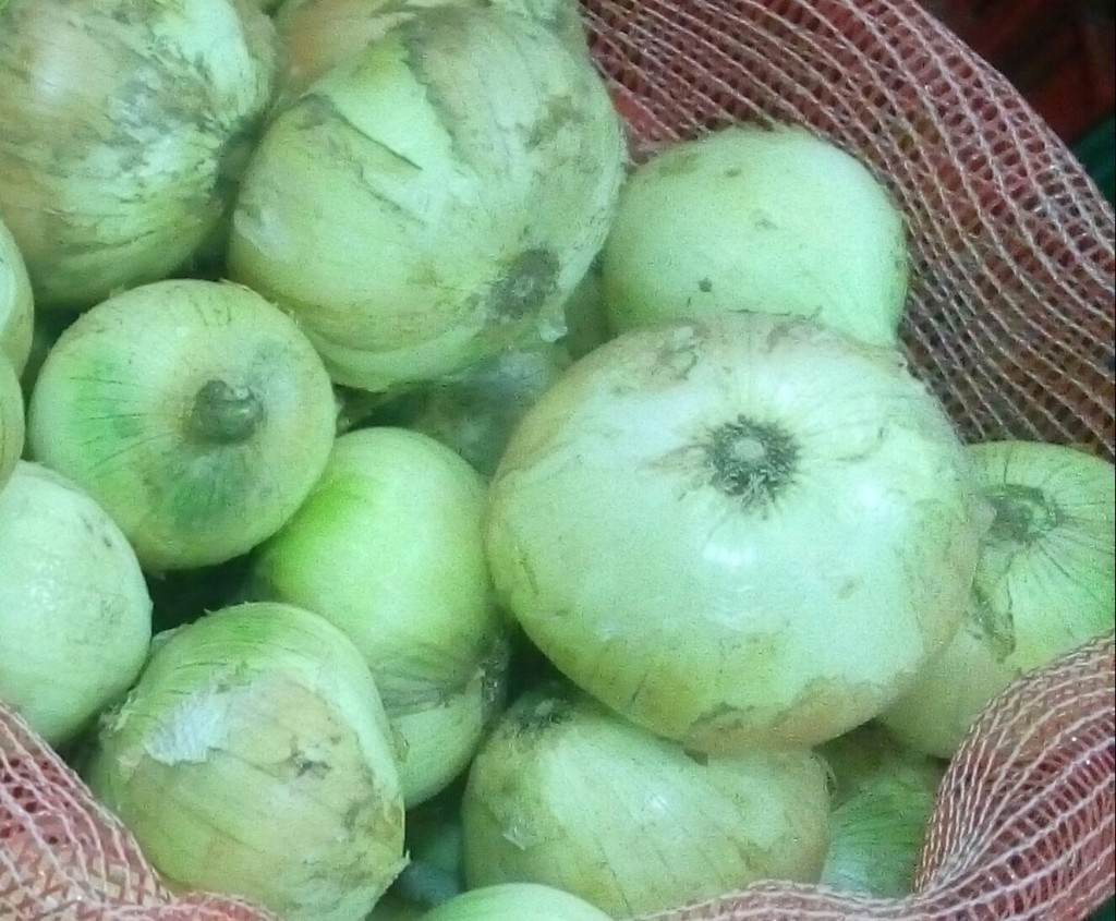 Cebolla cabezona