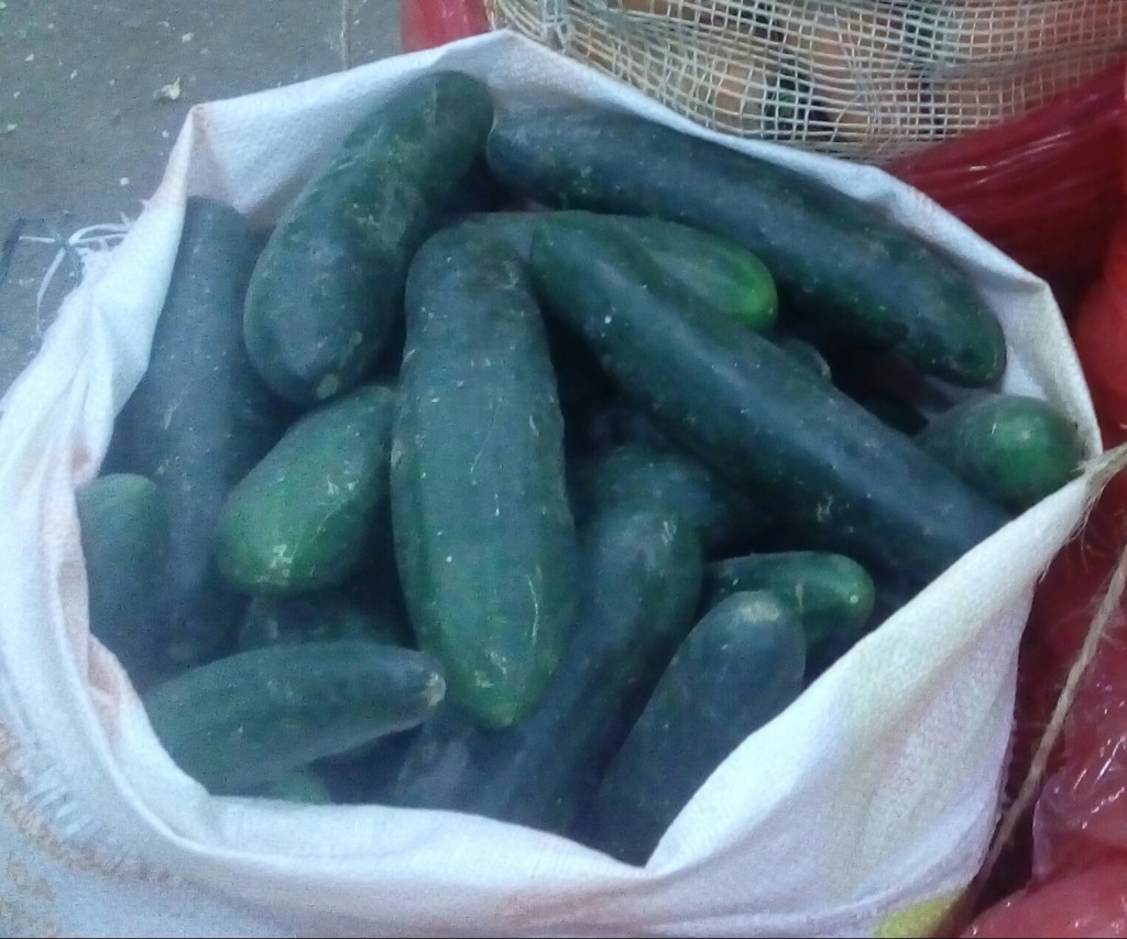 Pepino cohombro