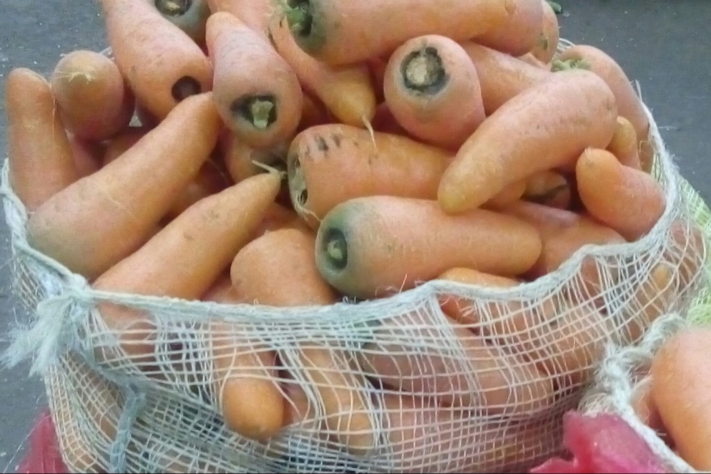 Zanahoria