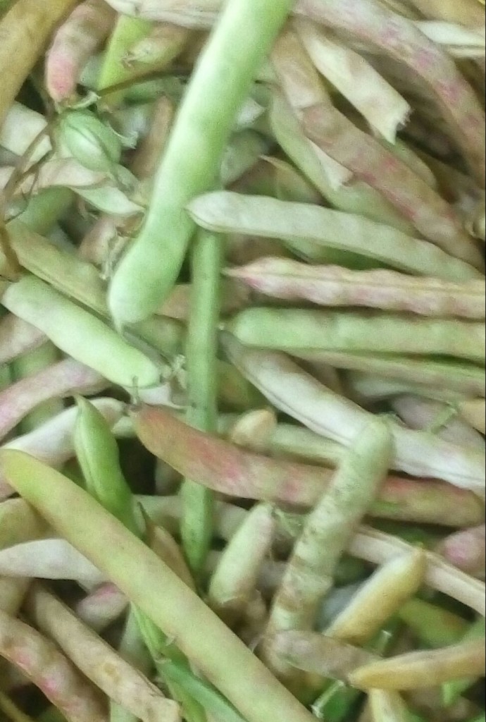 Frijol en cascara