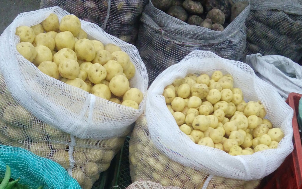 Papa criolla