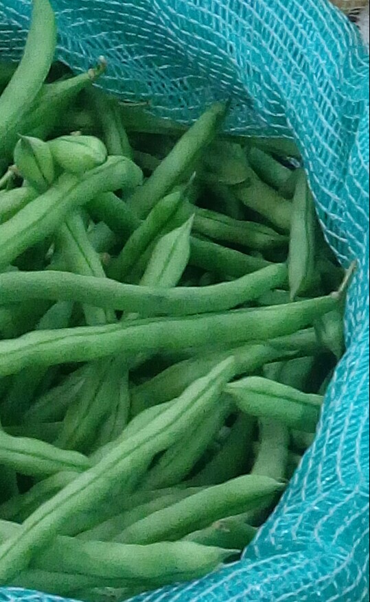 Habichuelas