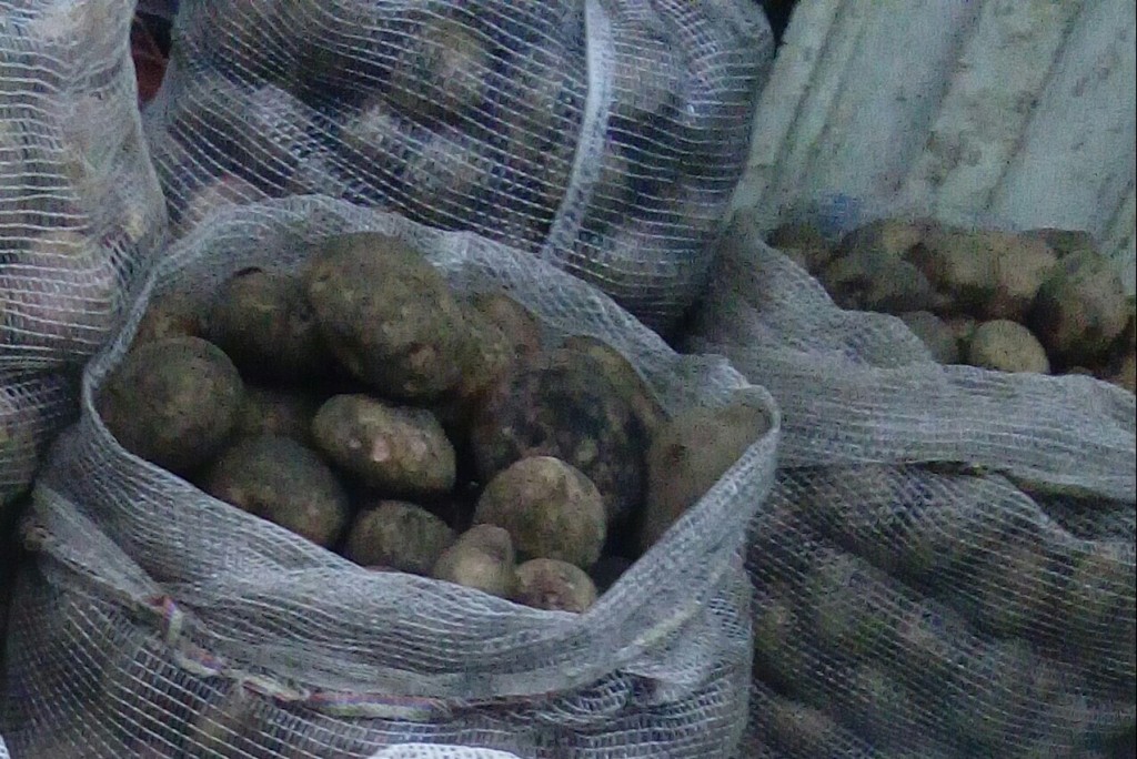 Papa pastusa