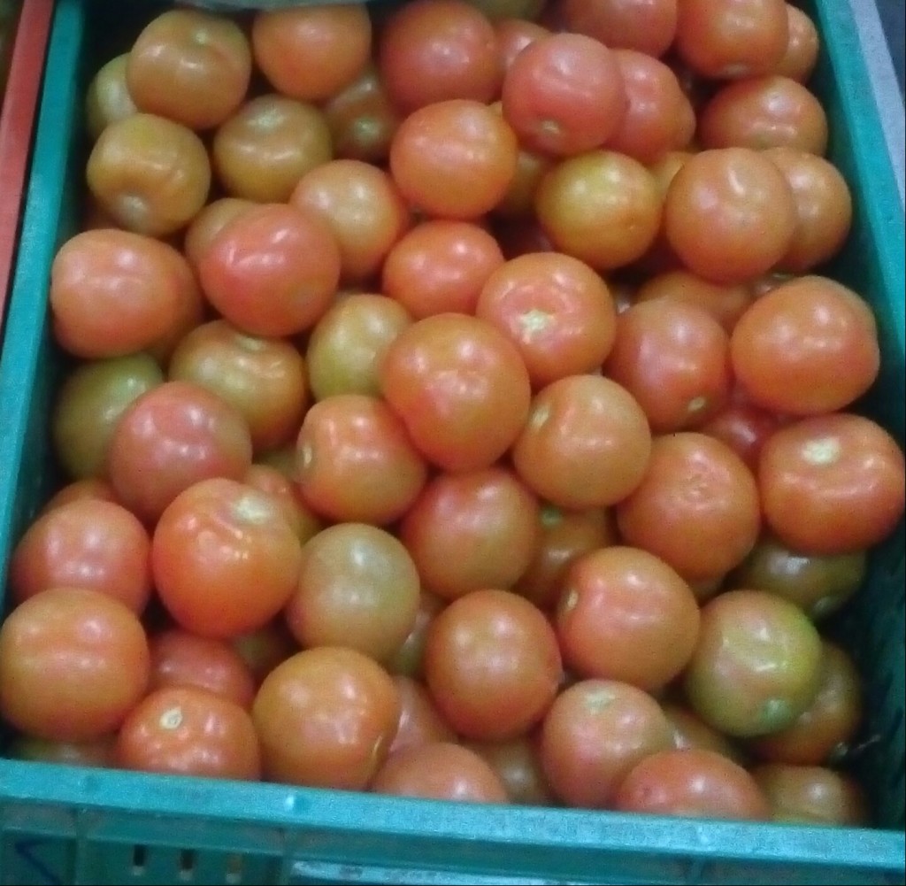 Tomate chonto