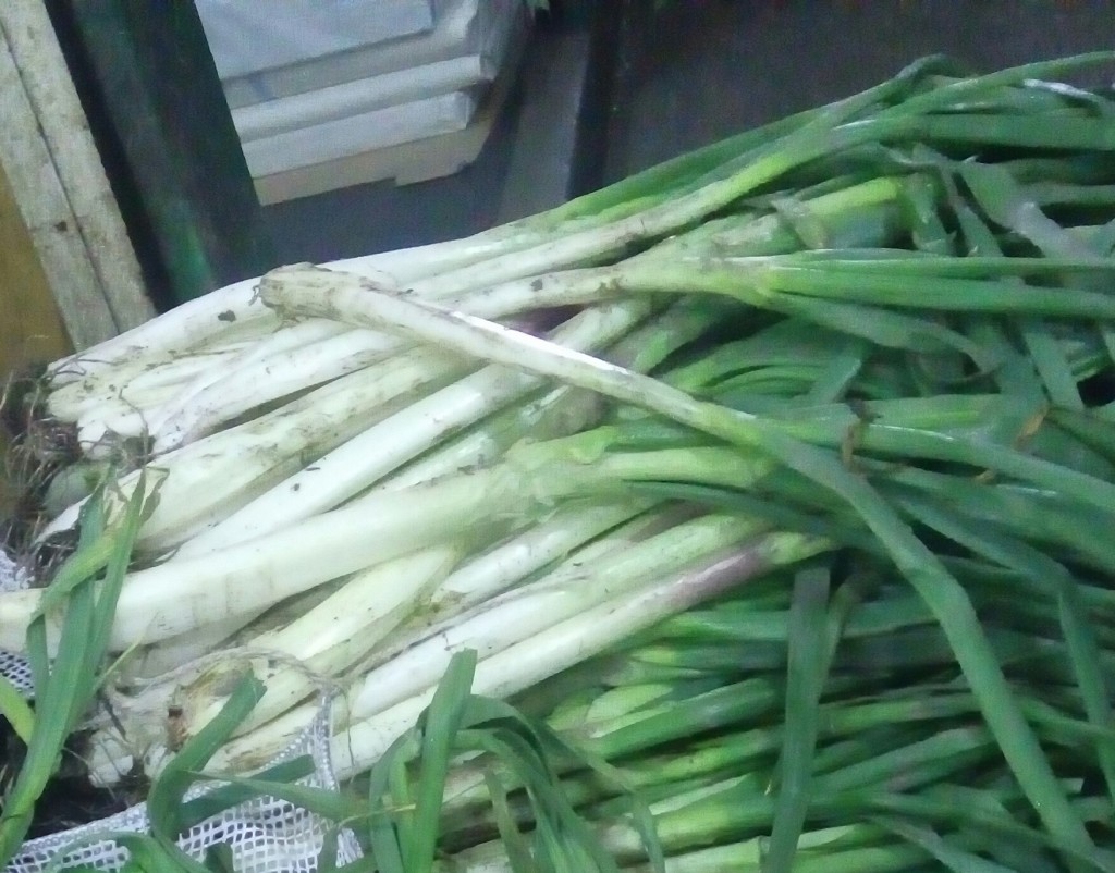 Cebolla larga