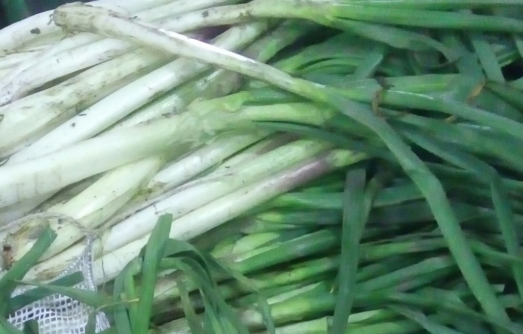Cebolla larga