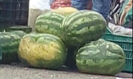 Cebolla larga