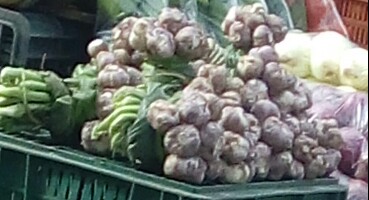 Ajo en rama