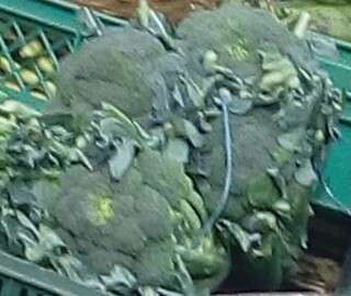 Brocoli