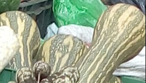 Ahuyama Sapayo