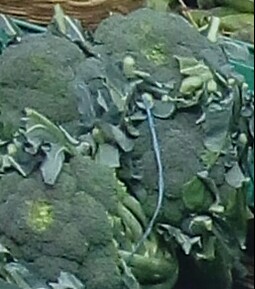 Brocoli