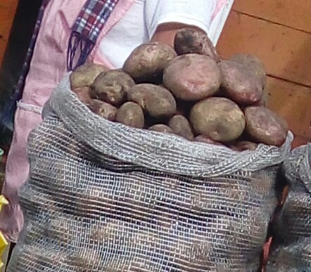 Papa sabanera