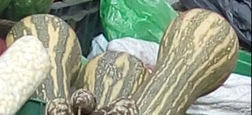 Ahuyama Sapayo
