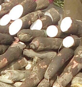 Yuca