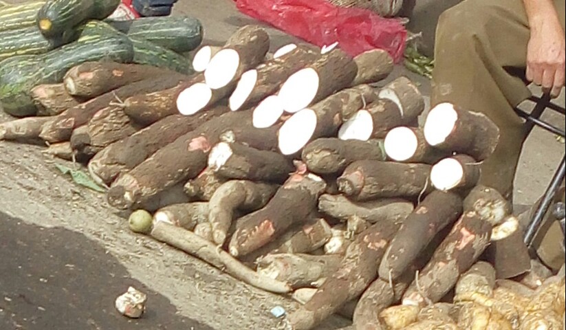 Yuca