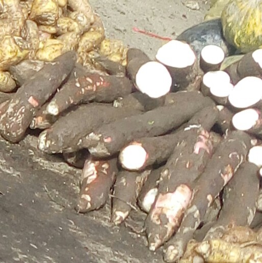 Yuca