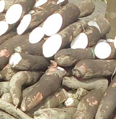 Yuca