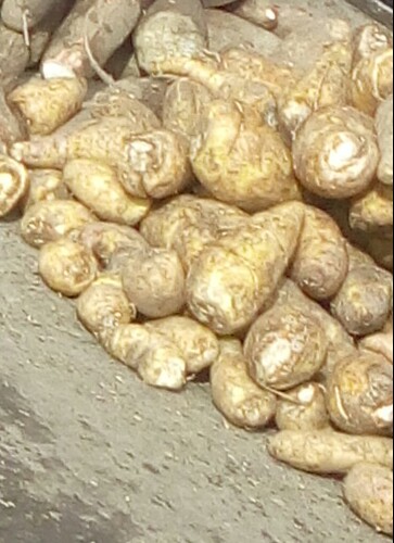Arracacha