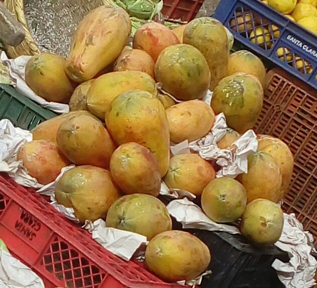 Papaya
