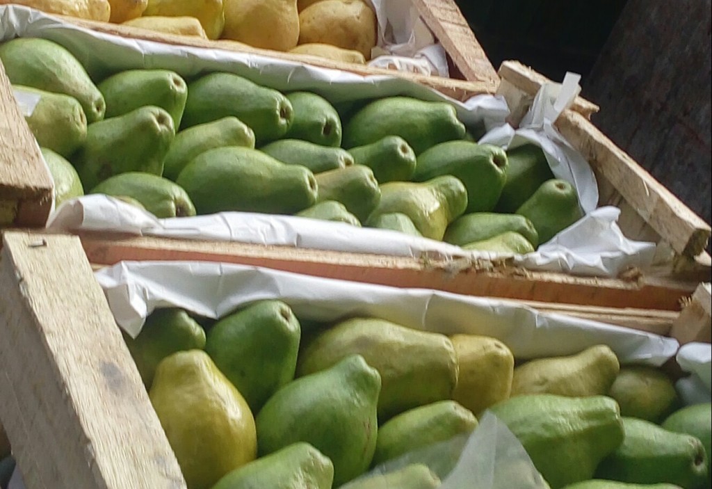Guayaba pera verde